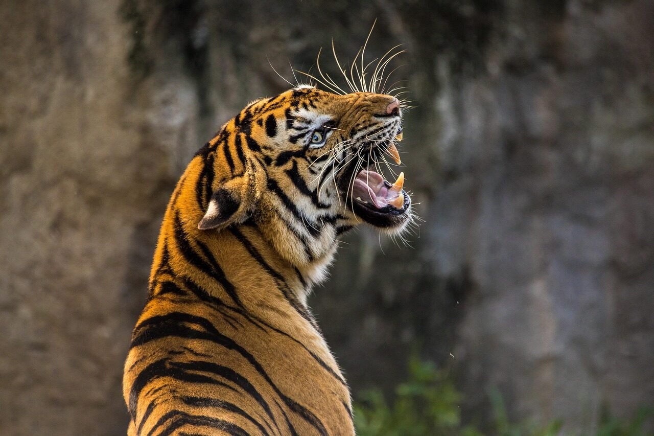 tiger, cat, big cat, animal, predator, roar, wild animal, pet, nature, zoo, maul, teeth
